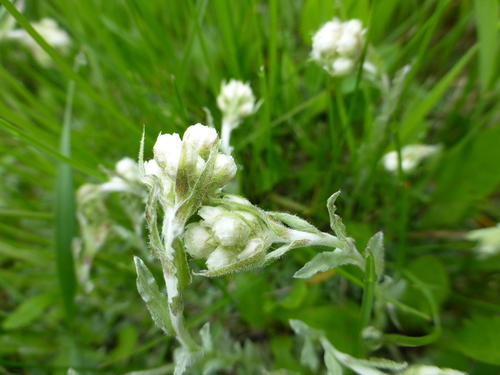 Antennaria microphylla (Rosy Pussytoes) (alternate view 2)