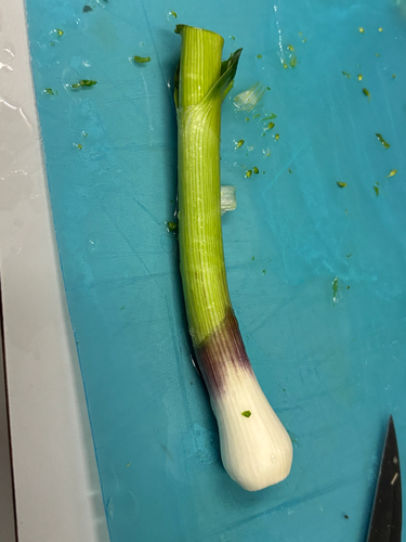 Allium (onions) (alternate view 6)