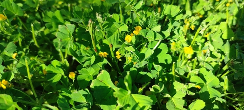 Medicago arabica (Spotted medick)