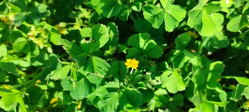 Medicago arabica (Spotted medick)