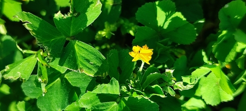 Medicago arabica (Spotted medick)