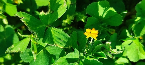 Medicago arabica (Spotted medick)