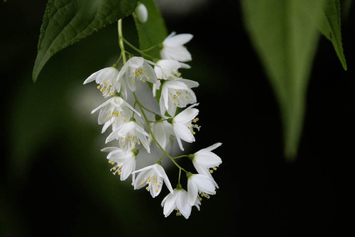 Deutzia gracilis (slender deutzia) (alternate view 9)