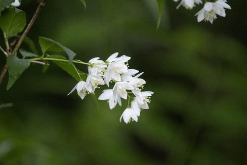 Deutzia gracilis (slender deutzia) (alternate view 10)