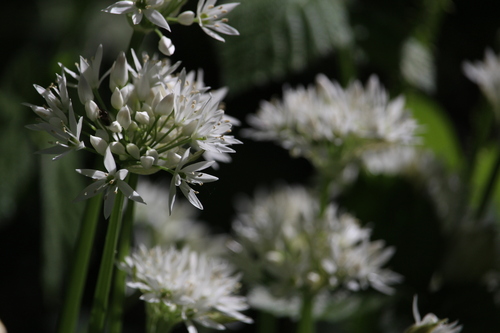 Allium ursinum (Ramsons)