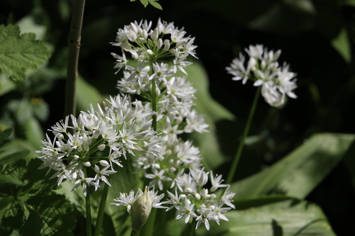 Allium ursinum (Ramsons)