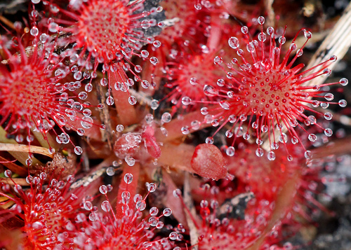 Drosera capillaris (Pink Sundew)
