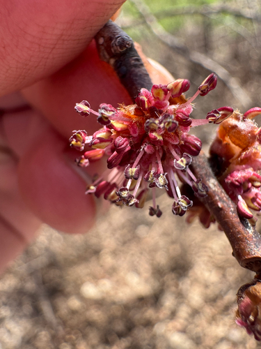 Ulmus procera (English elm)