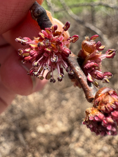 Ulmus procera (English elm) (alternate view 2)