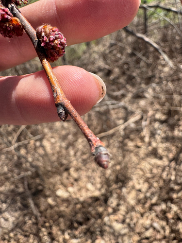 Ulmus procera (English elm) (alternate view 4)