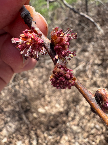 Ulmus procera (English elm) (alternate view 3)