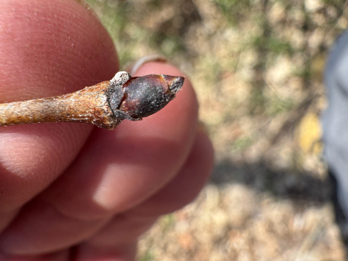 Ulmus procera (English elm) (alternate view 5)
