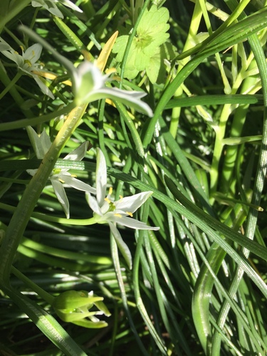 Ornithogalum umbellatum (common star-of-Bethlehem)
