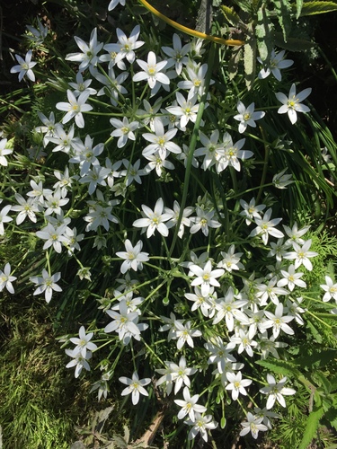 Ornithogalum umbellatum (common star-of-Bethlehem)