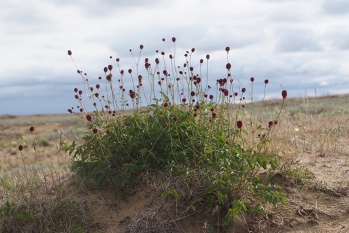 Sanguisorba (burnets) (alternate view 12)