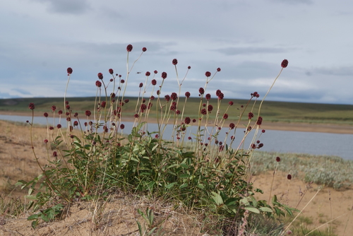Sanguisorba (burnets) (alternate view 13)
