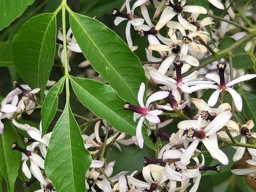 Melia azedarach (Chinaberry)