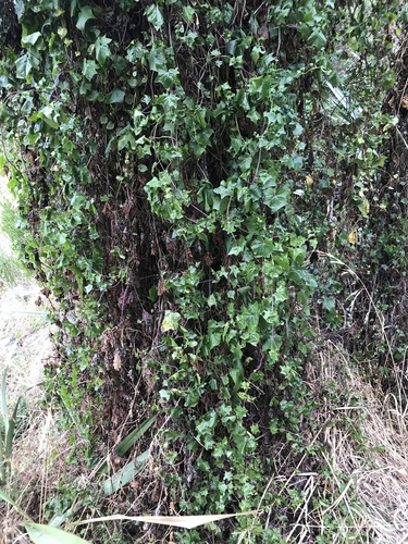 Delairea odorata (Cape-ivy)