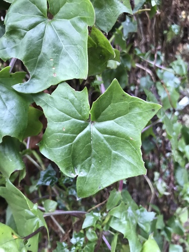 Delairea odorata (Cape-ivy) (alternate view 2)