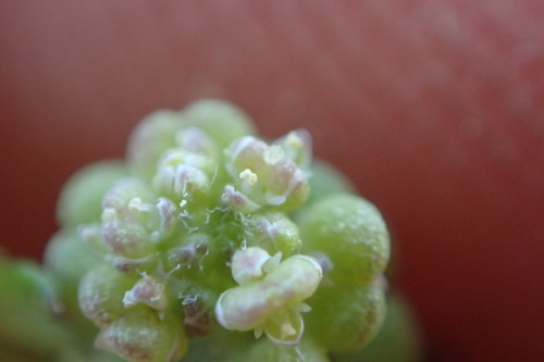 Lepidium didymum (Lesser swine-cress)