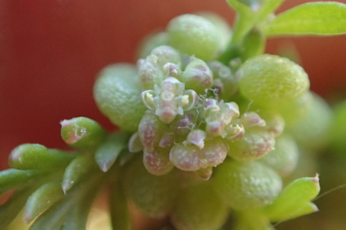 Lepidium didymum (Lesser swine-cress)