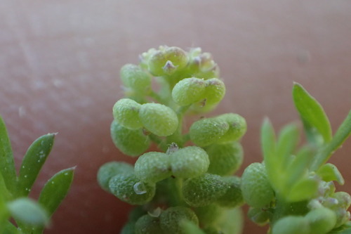 Lepidium didymum (Lesser swine-cress)