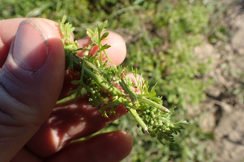 Lepidium didymum (Lesser swine-cress)