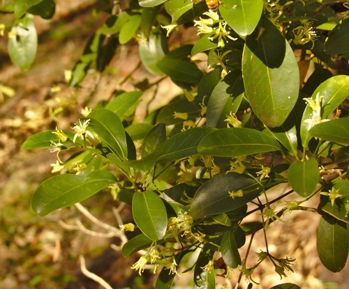 Acronychia laevis (glossy acronychia)