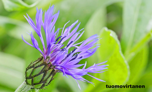Centaurea montana (Perennial Cornflower)