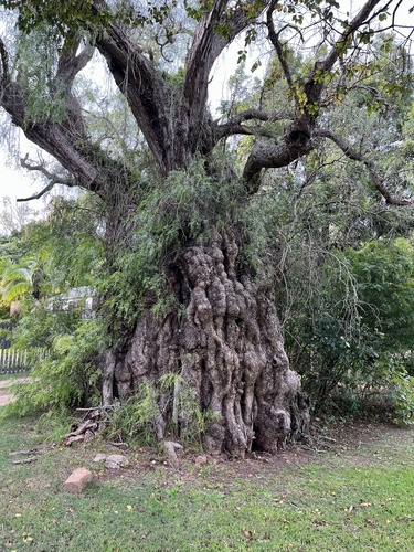 Schinus molle (Peruvian Pepper Tree)
