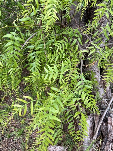 Schinus molle (Peruvian Pepper Tree)