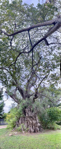 Schinus molle (Peruvian Pepper Tree)