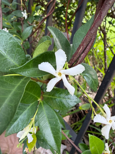 Trachelospermum jasminoides (star jasmine) (alternate view 2)