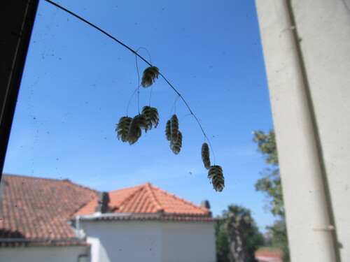 Briza maxima (big quaking grass) (alternate view 2)
