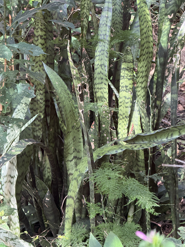 Sansevieria trifasciata (Snake Plant)