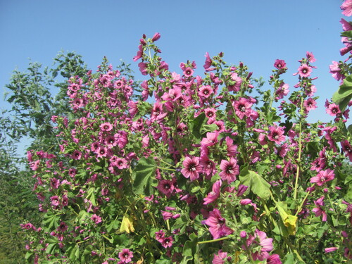 Malva arborea (Tree Mallow)