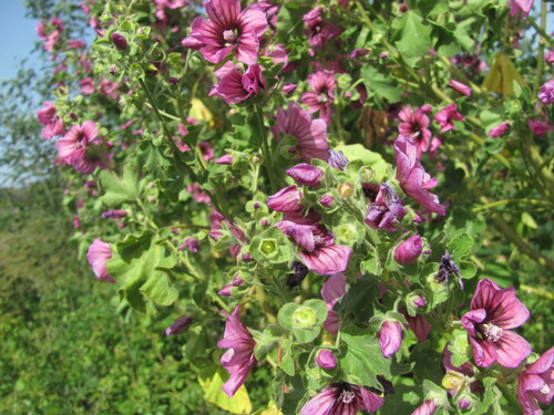 Malva arborea (Tree Mallow)