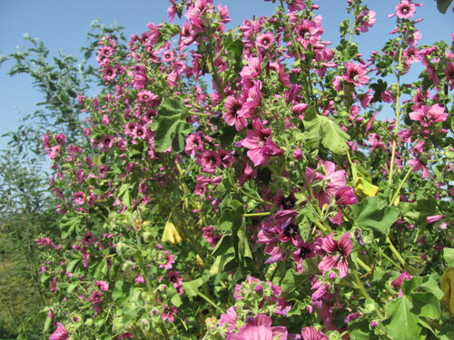 Malva arborea (Tree Mallow)
