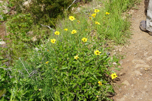 Encelia californica (California brittlebush)