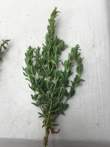 Frankenia salina (Alkali Heath) (alternate view 2)