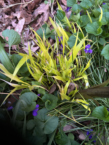 Hakonechloa macra (Hakone grass) (alternate view 4)