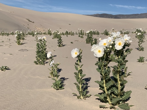 Argemone (prickly poppies)