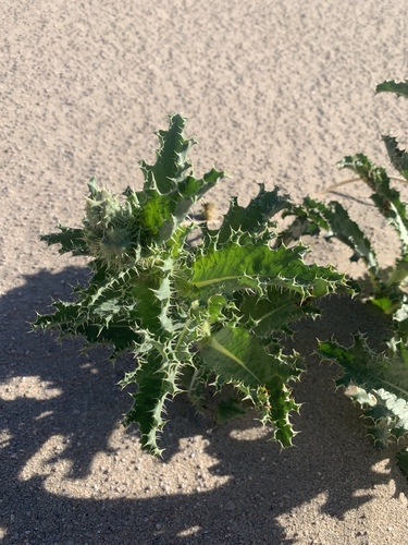 Argemone (prickly poppies) (alternate view 2)