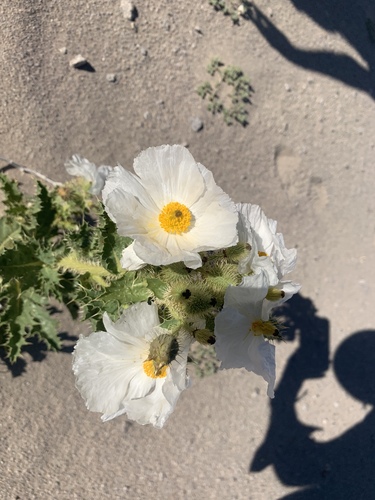 Argemone (prickly poppies) (alternate view 3)