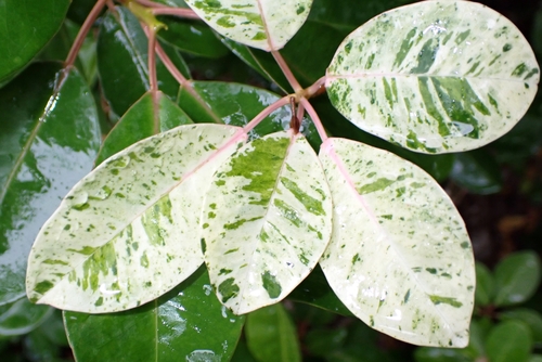 Excoecaria agallocha (milky mangrove)