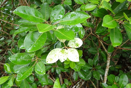 Excoecaria agallocha (milky mangrove) (alternate view 2)