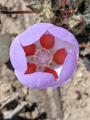 Eremalche rotundifolia (desert fivespot) (alternate view 3)