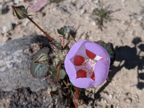 Eremalche rotundifolia (desert fivespot) (alternate view 4)