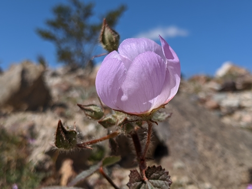 Eremalche rotundifolia (desert fivespot) (alternate view 5)
