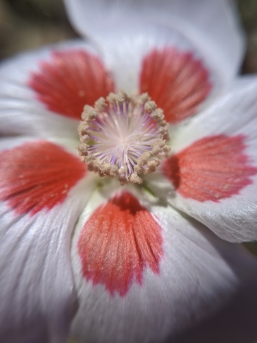 Eremalche rotundifolia (desert fivespot)